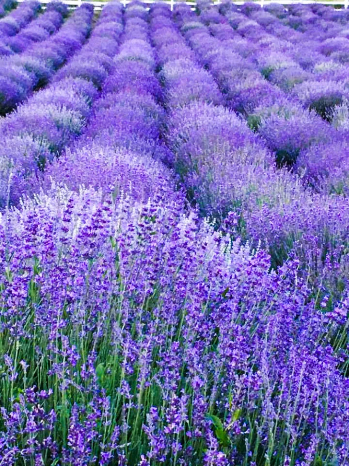 Seminte Lavanda Lavandula officinalis 0.5g Kertimag - Planta Aromatica si Ornamentala Perena [3]