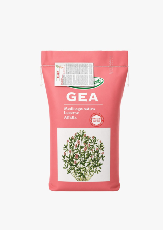 Seminte lucerna - Seminte Lucerna Gea Plus Drajata 10kg - Soi Furajer de Inalta Productivitate si Rasarire Rapida