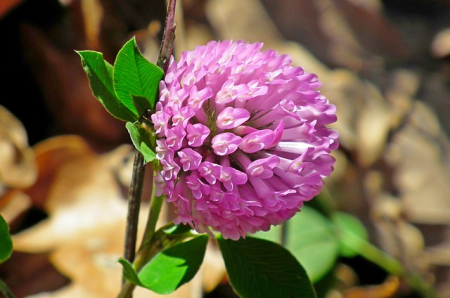 Seminte Lucerna Medicago Sativa 50g Kertimag - Planta Furajera de Inalta Calitate [1]