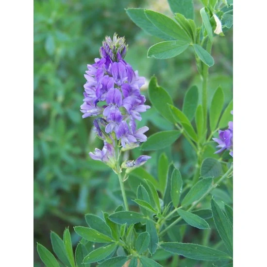 Seminte Lucerna Valahia, Pachet 1 kg, Soi Romanesc Rezistent la Seceta, 4Agro [1]