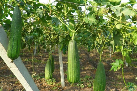 Seminte Lufa 1g Kertimag - Dovleac pentru Burete Vegetal Natural [1]