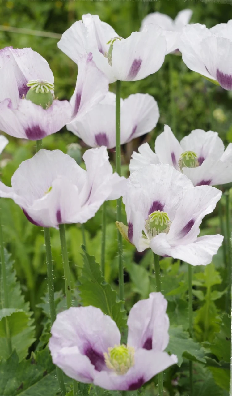 Seminte Mac Albastru Kek Duna 2.5g Kertimag - Soi Productiv pentru Consum alimentar [1]