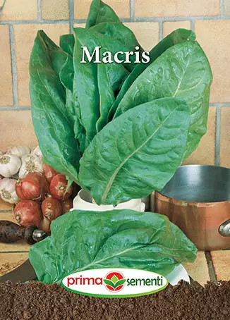 Seminte macris - Seminte Macris 1.5g - Planta Perena Timpurie Bogata in Vitamina C si Foarte Productiva