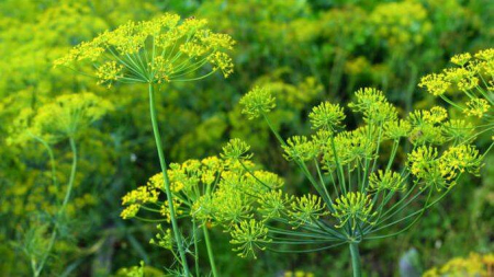 Seminte Marar 3g Kertimag - Planta Aromatica pentru Frunze Verzi si Conservare [1]