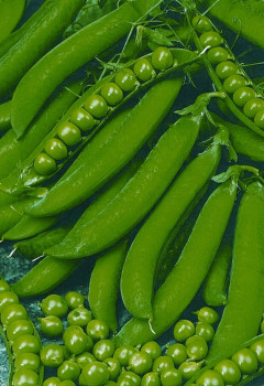 Seminte Mazare Debreceni Vilagoszold 500g Kertimag - Mazare Timpurie cu Bob Neted [1]