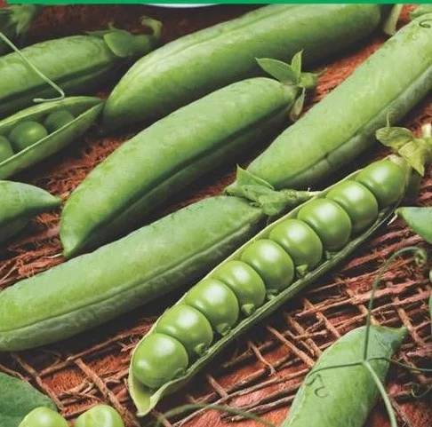 Seminte Mazare Kleine Rheinlanderin 250g Kertimag - Soi Pitic Extra-Timpuriu [1]