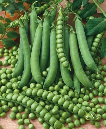 Seminte Mazare Semiinalta Wando 50g Agrosem - Rezistenta la Caldura si Productiva [1]