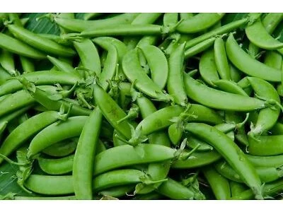 Seminte Mazare Sweet Horizon 50g Kertimag - Mazare de Mangetout cu Pastai Zahatate [1]