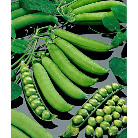 Seminte mazare - Seminte Mazare Wonder von Kelvedon 100g Kertimag - Mazare Pitica Dulce de Gradina