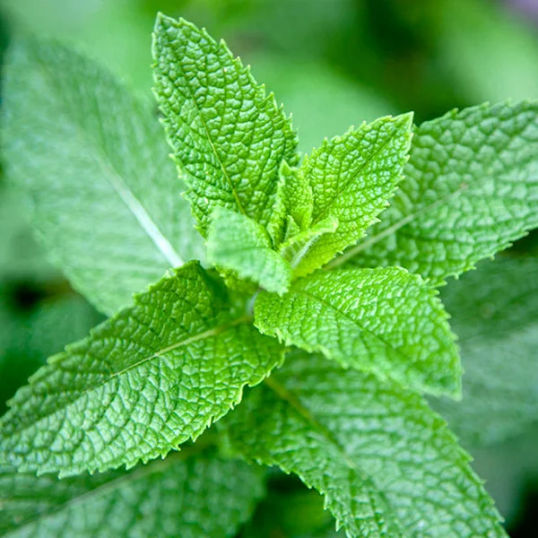 Seminte Menta piperata 0.2g Kertimag - Planta Aromatica si Medicinala Perena [1]