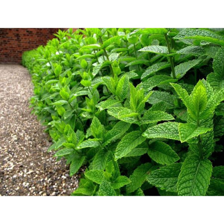 Seminte Menta piperata 0.2g Kertimag - Planta Aromatica si Medicinala Perena [2]