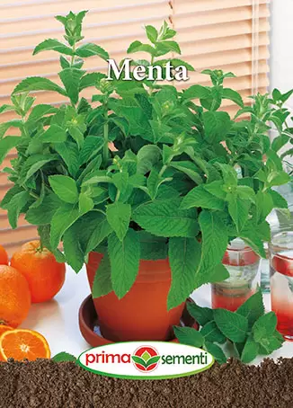 Seminte plante aromatice - Seminte Menta Piperita Prima Sementi 0,06g - Perena si Puternic Aromata