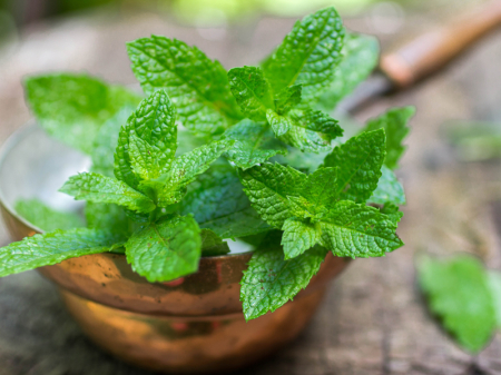 Seminte Menta Piperita Prima Sementi 0,06g - Perena si Puternic Aromata [4]