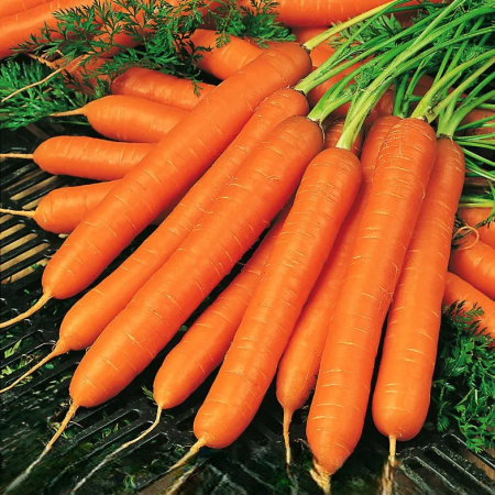 Seminte Morcov Amsterdam 4g Kertimag - Soi Extratimpuriu pentru Consum Proaspat [1]