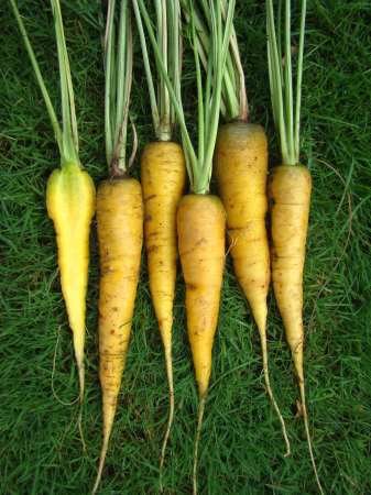 Seminte Morcov Lobbericher 3g Agrosem - Gust Autentic si Depozitare Excelenta [1]