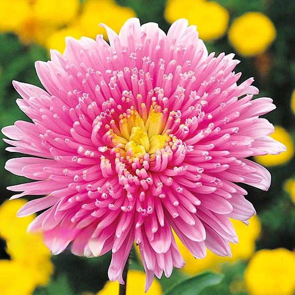 Seminte Ochiul Boului Prinzess Roz, Plic 1g, Flori de Vara si Toamna, Kertimag [3]