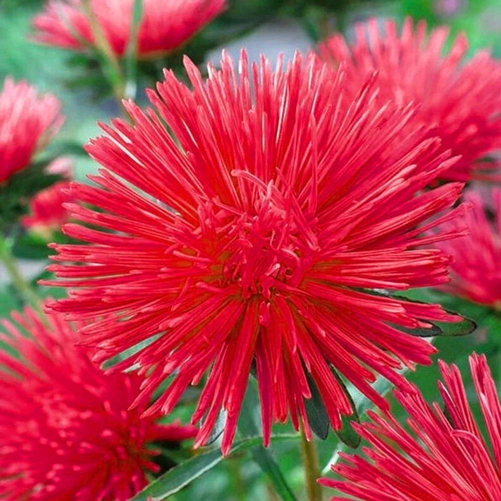 Seminte Ochiul Boului Unicum Rosu (Callistephus chinensis), 1 g, Kertimag [3]