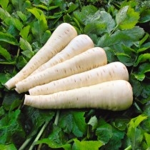 Seminte Pastarnac Fertodi felhosszu 2,5g Kertimag - Radacina Aromata si Semilunga [1]