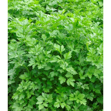 Seminte Patrunjel de frunze comune 5g Prima Sementi - Aroma Intensa si Productie Bogata [3]