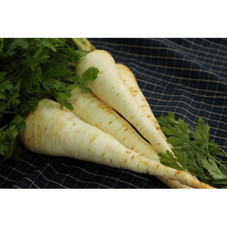 Seminte Patrunjel de radacina Alba 20g Agrosem - Radacini Albe si Aromate [2]