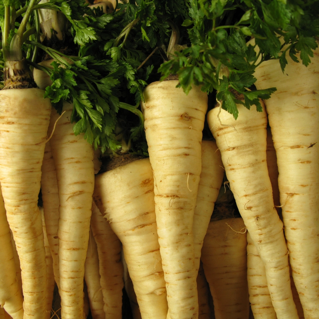 Seminte Patrunjel de Radacina Berliner 5g Prima Sementi - Productiv si Aromat [2]