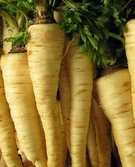 Seminte Patrunjel de Radacina Konika 2g Kertimag - Radacina Scurta si Groasa [1]