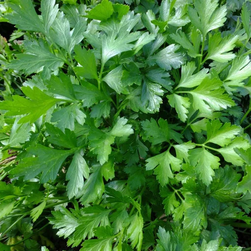 Seminte Patrunjel Frunza Neteda 30g Agrosem - Aroma Clasica si Productie Bogata [1]