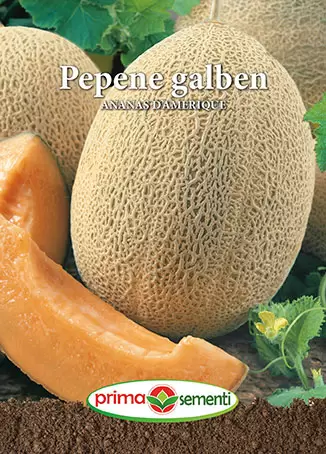 Pepene - Seminte Pepene Galben Ananas D'Amerique 20g - Soi Dulce si Foarte Aromat