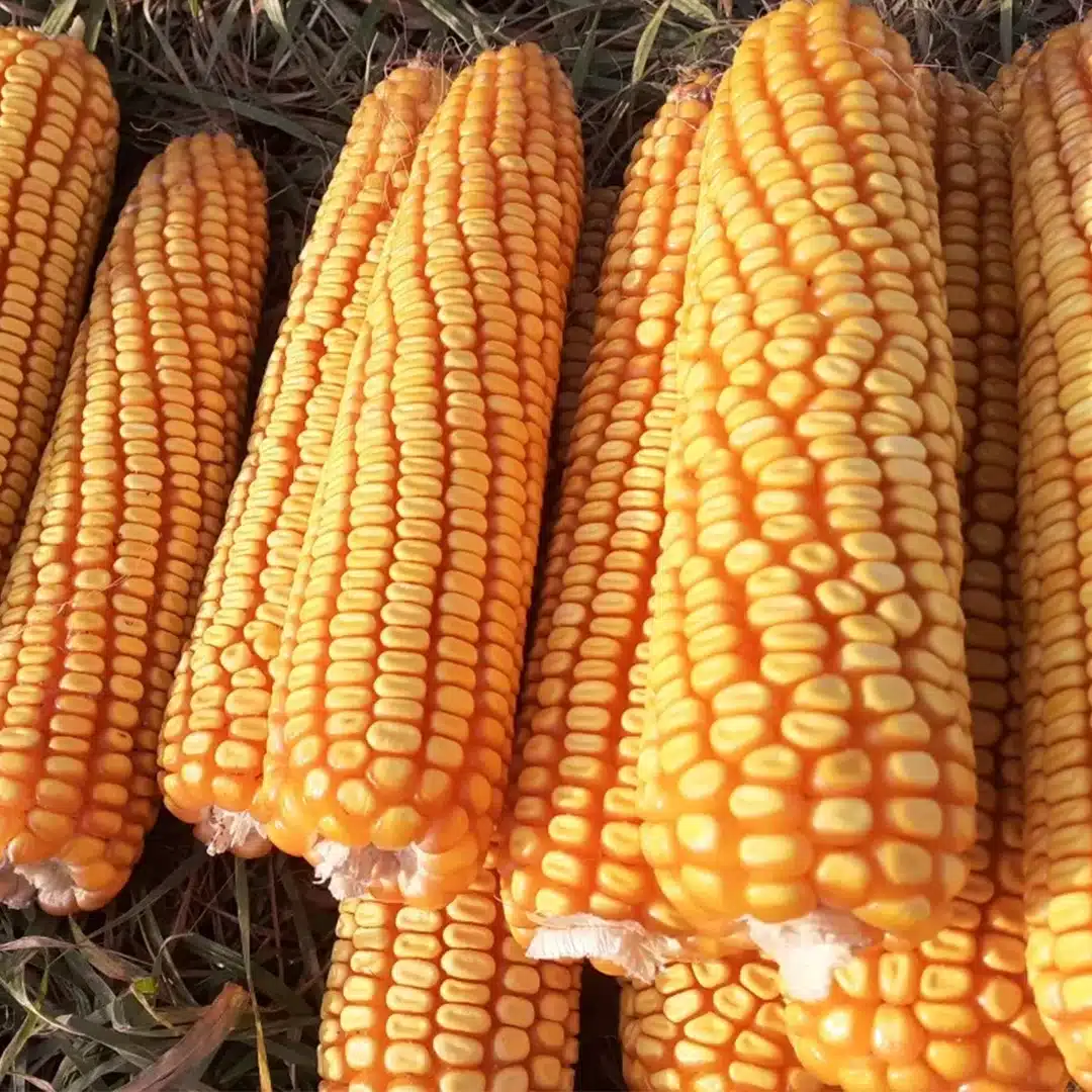 Seminte Porumb Danubio, FAO 260, Sac 25.000 Boabe, Ultra-Timpuriu, Productivitate Ridicata [1]