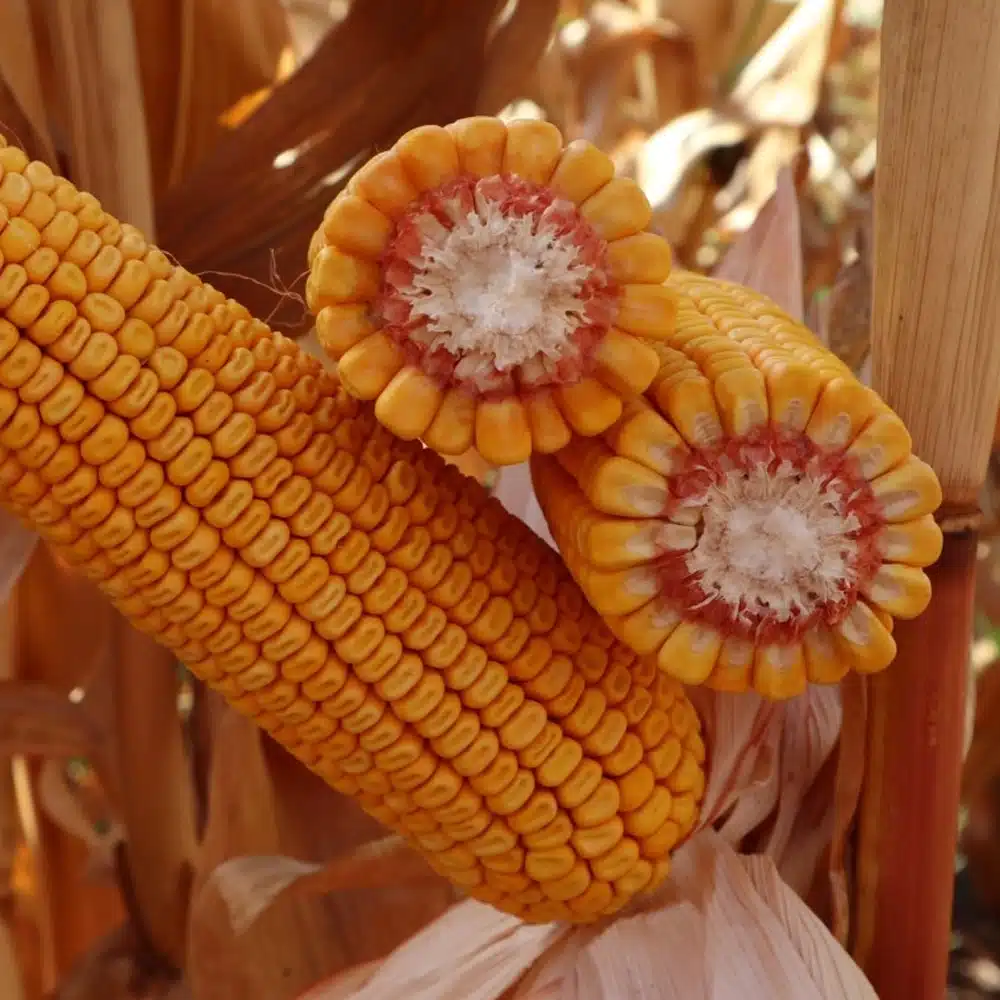 Seminte Porumb KWS Hypolito, FAO 350, Tratament Initio, Sac 50.000 Boabe, Potential Ridicat de Productie [1]