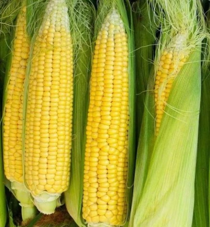 Seminte Porumb Zaharat Deliciosul 100g Agrosem - Dulce, Fraged si Satios [2]