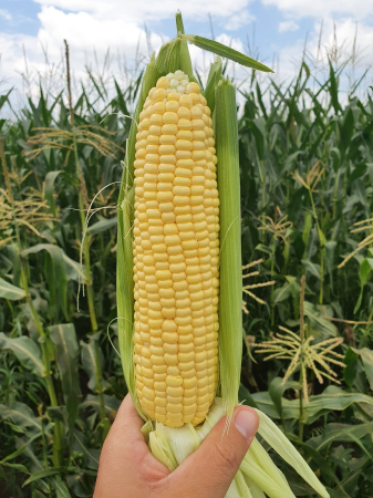 Seminte Porumb Zaharat Deliciosul, Plic 30 g, Kertimag, Soi Dulce pentru Fiert si Conservat [2]