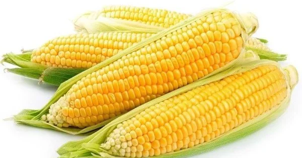 Seminte Porumb Zaharat Golden Bantam 10g Agrosem - Dulce si Fraged [2]