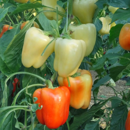 Seminte Legume Profesionale - Seminte profesionale Ardei gras Ardus (OS 4570) F1 - 100 seminte Klastorf - Ardei Tip Blocky Alb-Galbui