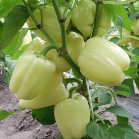 Seminte profesionale Ardei gras Ardus (OS 4570) F1 - 100 seminte Klastorf - Ardei Tip Blocky Alb-Galbui [1]