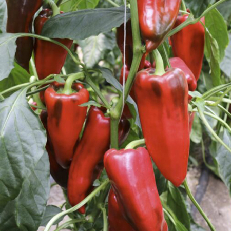 Seminte profesionale Ardei Kapia Kamor F1 - 100 seminte Klastorf - Productivitate si Calitate [1]