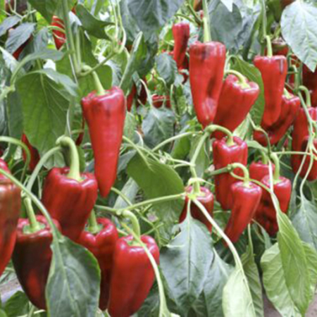 Seminte profesionale Ardei Kapia Kamor F1 - 100 seminte Klastorf - Productivitate si Calitate [2]