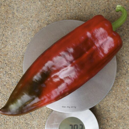 Seminte Legume Profesionale - Seminte profesionale Ardei Kapia Kamor F1 - 100 seminte Klastorf - Productivitate si Calitate