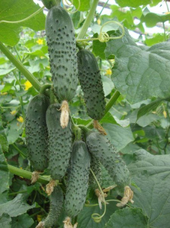 Seminte Legume Profesionale - Seminte profesionale Castravete cornison Jaguar F1 - 100 seminte Klastorf - Productiv si Rezistent