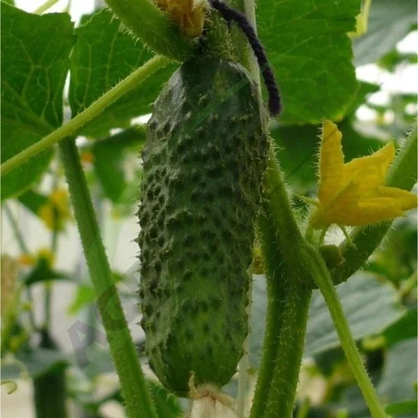 Seminte Legume Profesionale - Seminte profesionale Castraveti CRX 20014 F1 10g Klastorf - Hibrid Parthenocarpic de Inalta Performanta