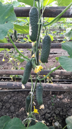 Seminte profesionale Castraveti CRX 20014 F1 10g Klastorf - Hibrid Parthenocarpic de Inalta Performanta [2]