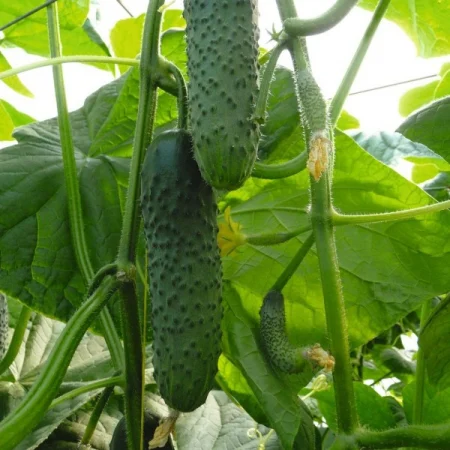 Seminte profesionale Castraveti CRX 20014 F1 10g Klastorf - Hibrid Parthenocarpic de Inalta Performanta [1]