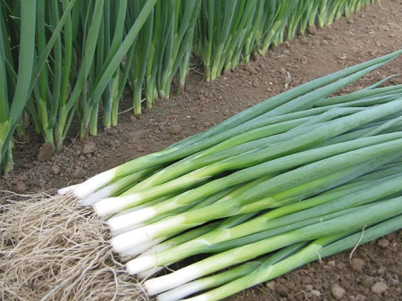 Seminte Legume Profesionale - Seminte profesionale Ceapa de legatura Tycoon F1 - 10.000 seminte Klastorf - Productivitate Maxima