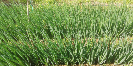 Seminte profesionale Ceapa de legatura Tycoon F1 - 10.000 seminte Klastorf - Productivitate Maxima [1]