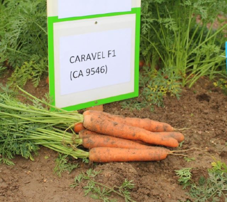 Seminte profesionale Morcov Caravel F1 - 5.000 seminte Klastorf - Productivitate si Uniformitate [1]