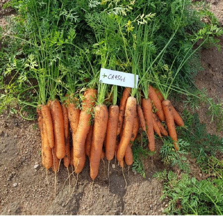 Seminte Legume Profesionale - Seminte profesionale Morcov Caravel F1 - 5.000 seminte Klastorf - Productivitate si Uniformitate