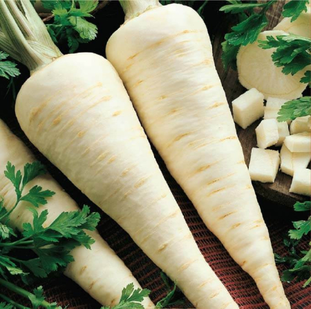 Seminte Legume Profesionale - Seminte profesionale Patrunjel de radacina Alba 100 g Klastorf - Productivitate ridicata