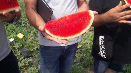 Seminte profesionale Pepene rosu Fiesta F1 - 100 seminte Klastorf - Productiv si Dulce [1]