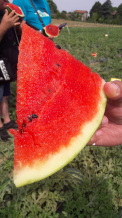 Seminte profesionale Pepene rosu Fiesta F1 - 100 seminte Klastorf - Productiv si Dulce [2]