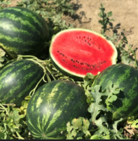 Seminte Legume Profesionale - Seminte profesionale Pepene rosu Fiesta F1 - 100 seminte Klastorf - Productiv si Dulce